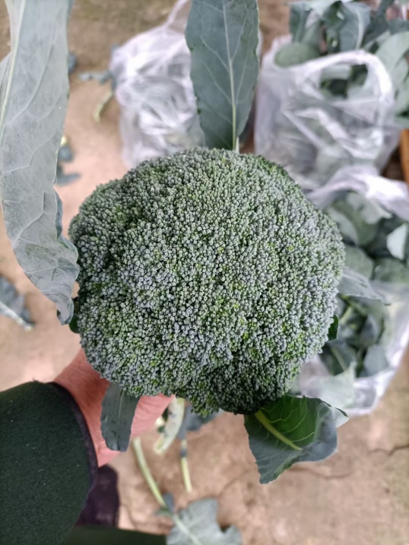 西兰花