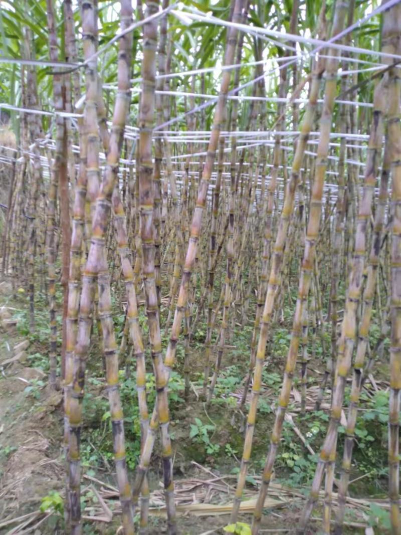 贵州黔西南黄皮，黑皮甘蔗，5000吨，好货，货源充足