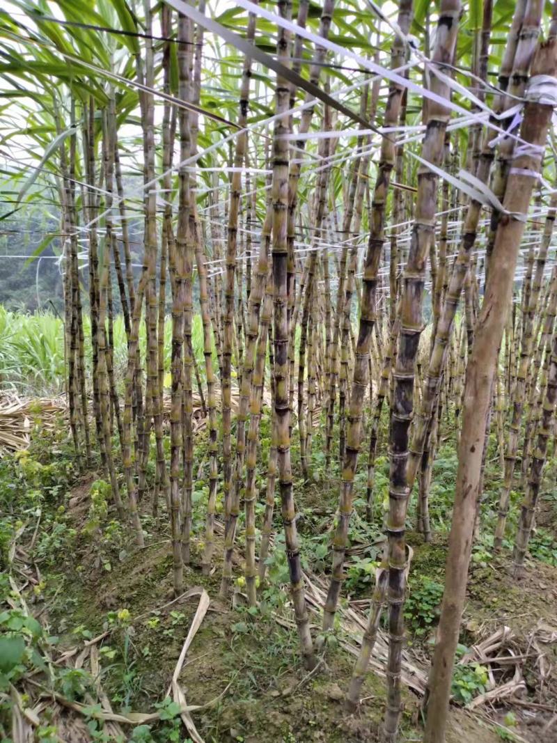 贵州黔西南黄皮，黑皮甘蔗，5000吨，好货，货源充足