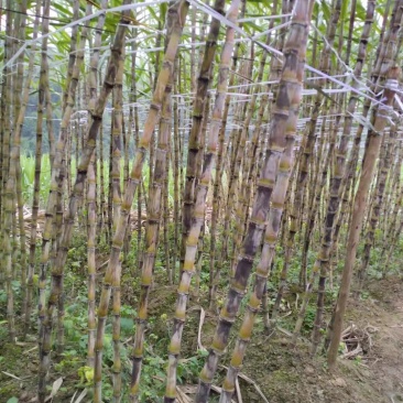 贵州黔西南黄皮，黑皮甘蔗，5000吨，好货，货源充足