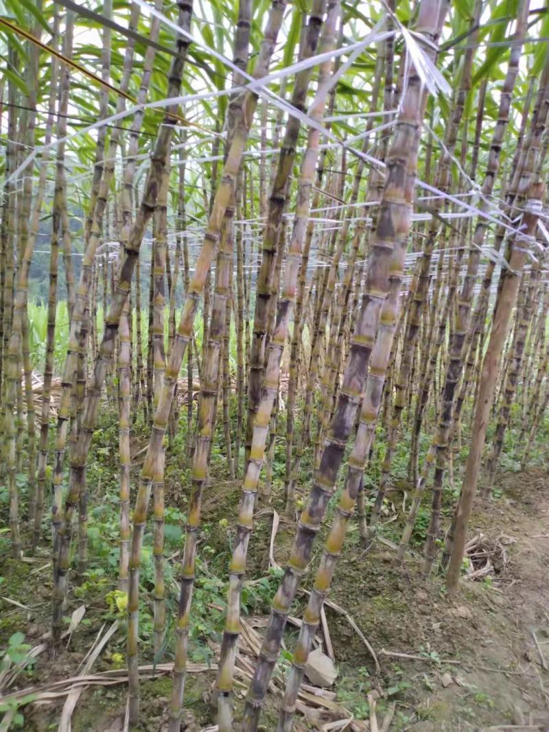 贵州黔西南黄皮，黑皮甘蔗，5000吨，好货，货源充足