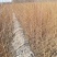 白榆-1年生小榆树苗高度60公分一手货源基地直发欢迎