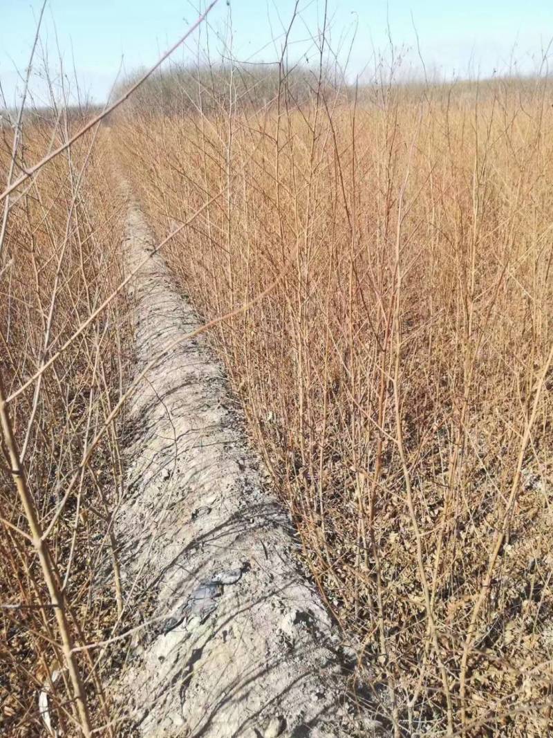 白榆-1年生小榆树苗高度60公分一手货源基地直发欢迎