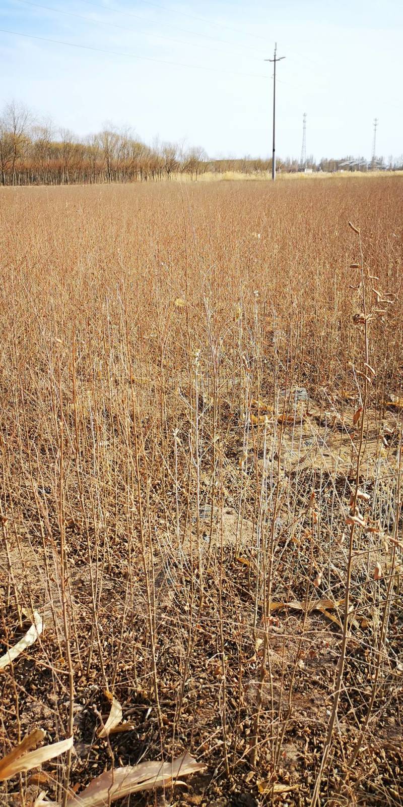 白榆-1年生小榆树苗高度60公分一手货源基地直发欢迎