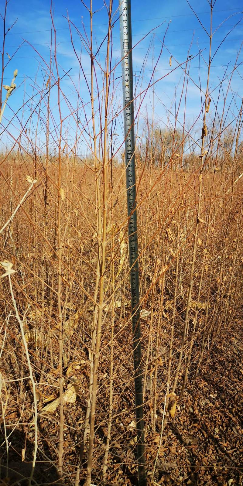 白榆-1年生小榆树苗高度60公分一手货源基地直发欢迎