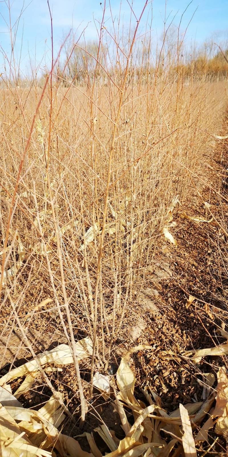 白榆-1年生小榆树苗高度60公分一手货源基地直发欢迎