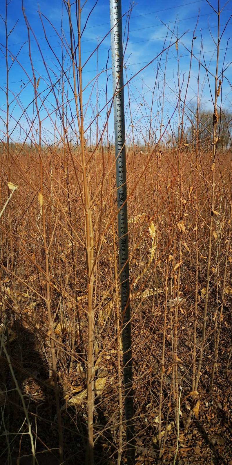 白榆-1年生小榆树苗高度60公分一手货源基地直发欢迎