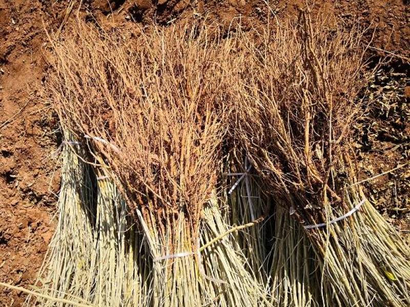沙枣苗-各种规格沙枣树甘肃沙枣树苗基地一手货源基地直发