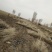 沙枣苗-各种规格沙枣树甘肃沙枣树苗基地一手货源基地直发