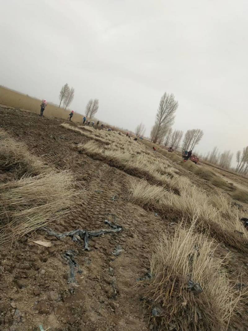 沙枣苗-各种规格沙枣树甘肃沙枣树苗基地一手货源基地直发