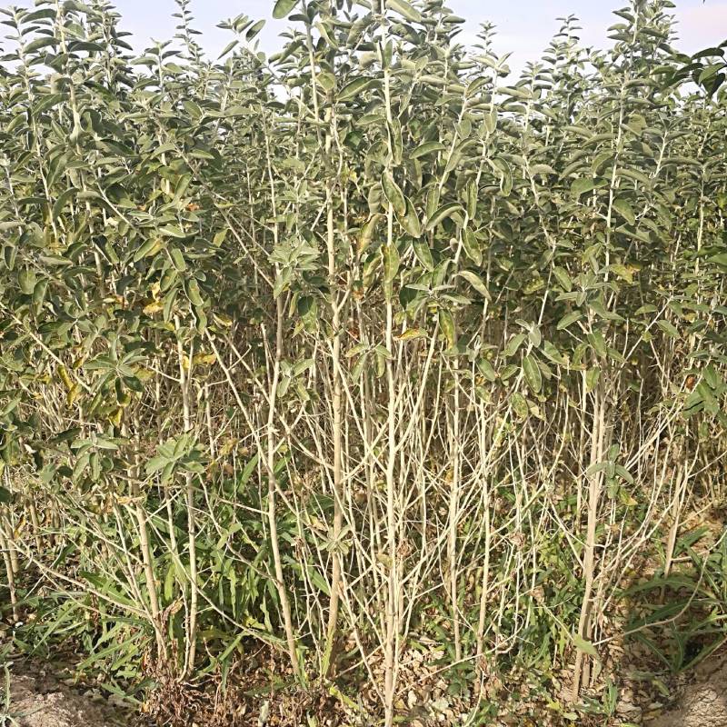 沙枣苗-各种规格沙枣树甘肃沙枣树苗基地一手货源基地直发