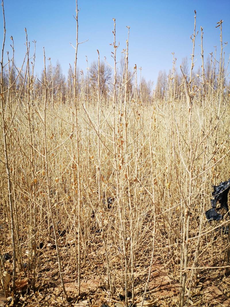 沙枣苗-各种规格沙枣树甘肃沙枣树苗基地一手货源基地直发
