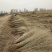 沙枣苗-各种规格沙枣树甘肃沙枣树苗基地一手货源基地直发