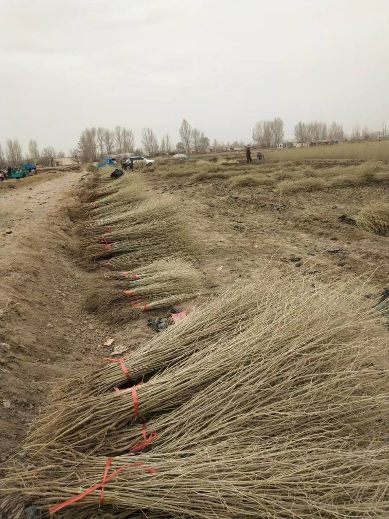 沙枣苗-各种规格沙枣树甘肃沙枣树苗基地一手货源基地直发