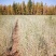 沙枣苗-各种规格沙枣树甘肃沙枣树苗基地一手货源基地直发