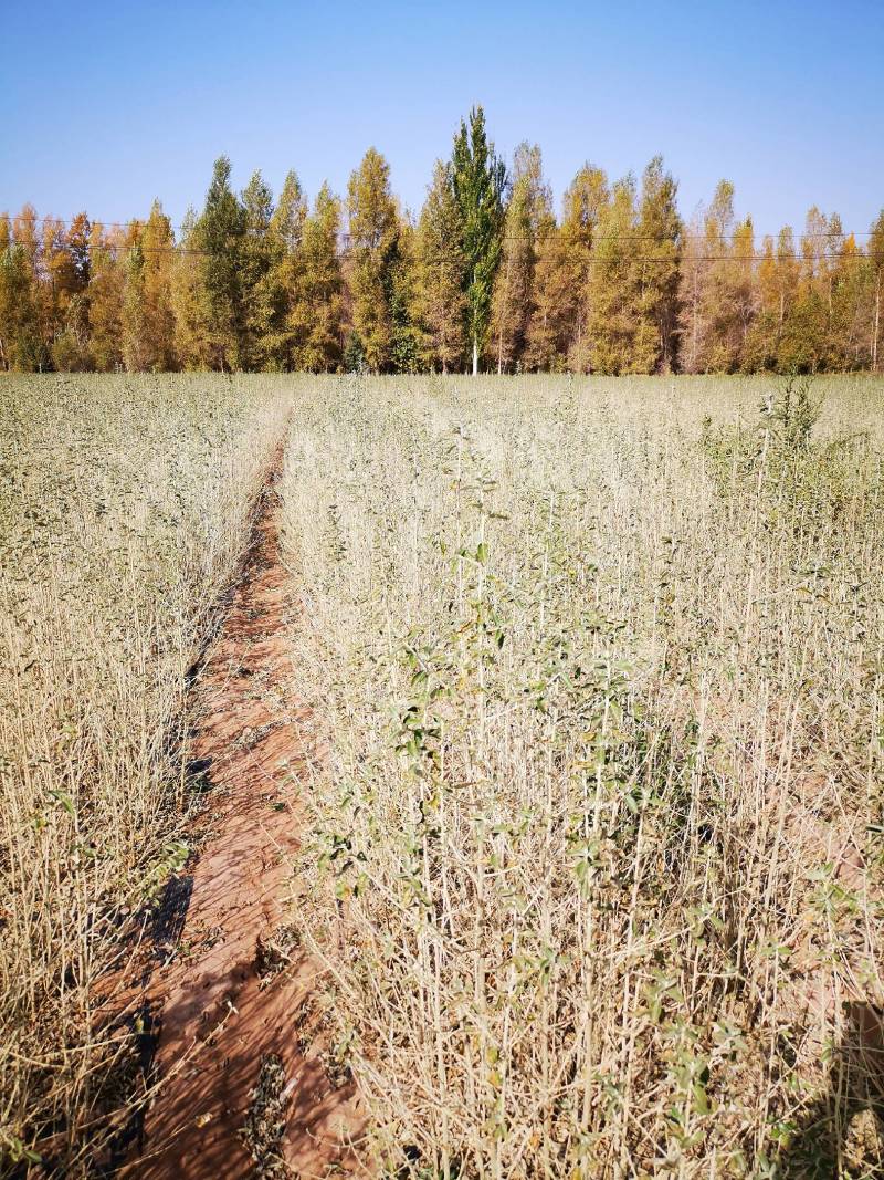 沙枣苗-各种规格沙枣树甘肃沙枣树苗基地一手货源基地直发