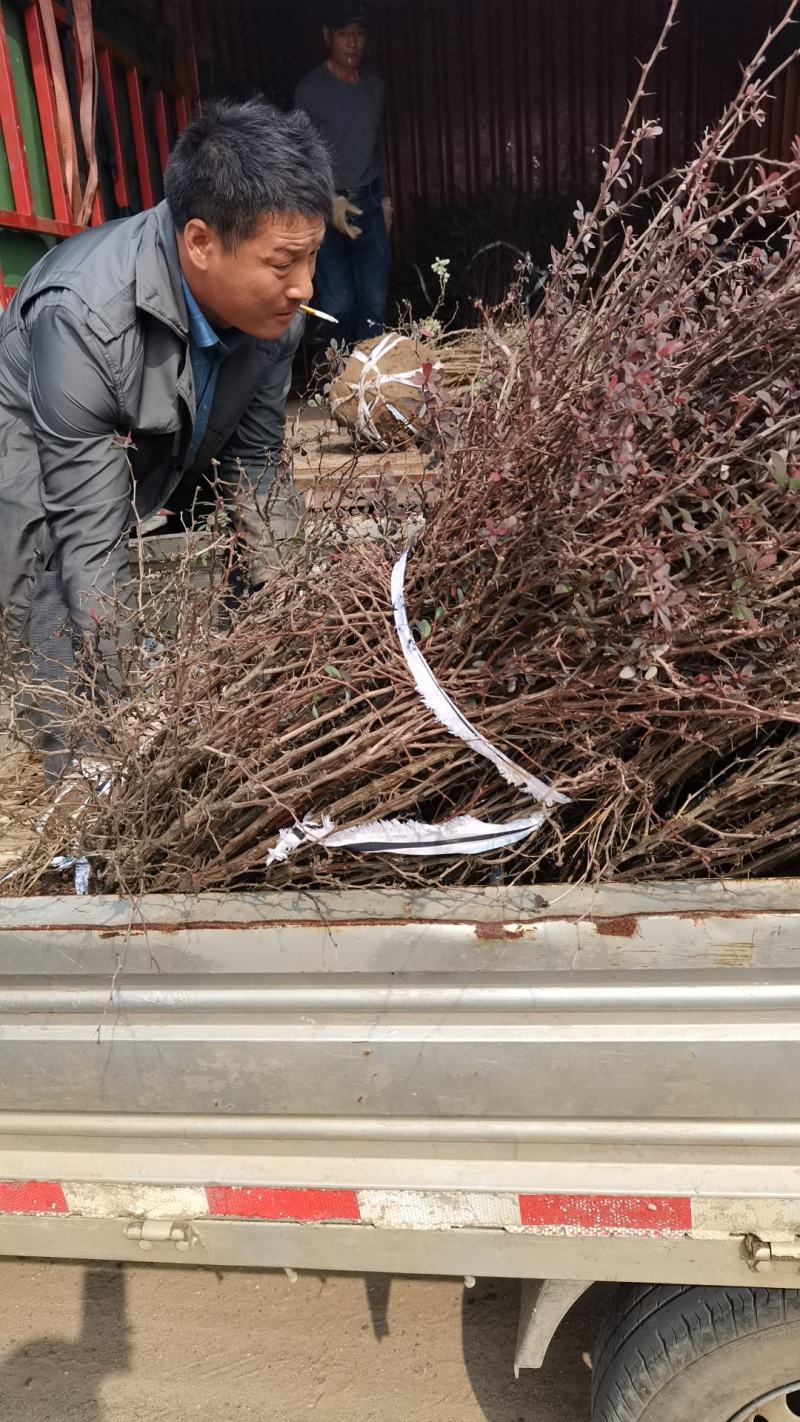 木绣球中华木绣球木本绣球花斗球开的花大