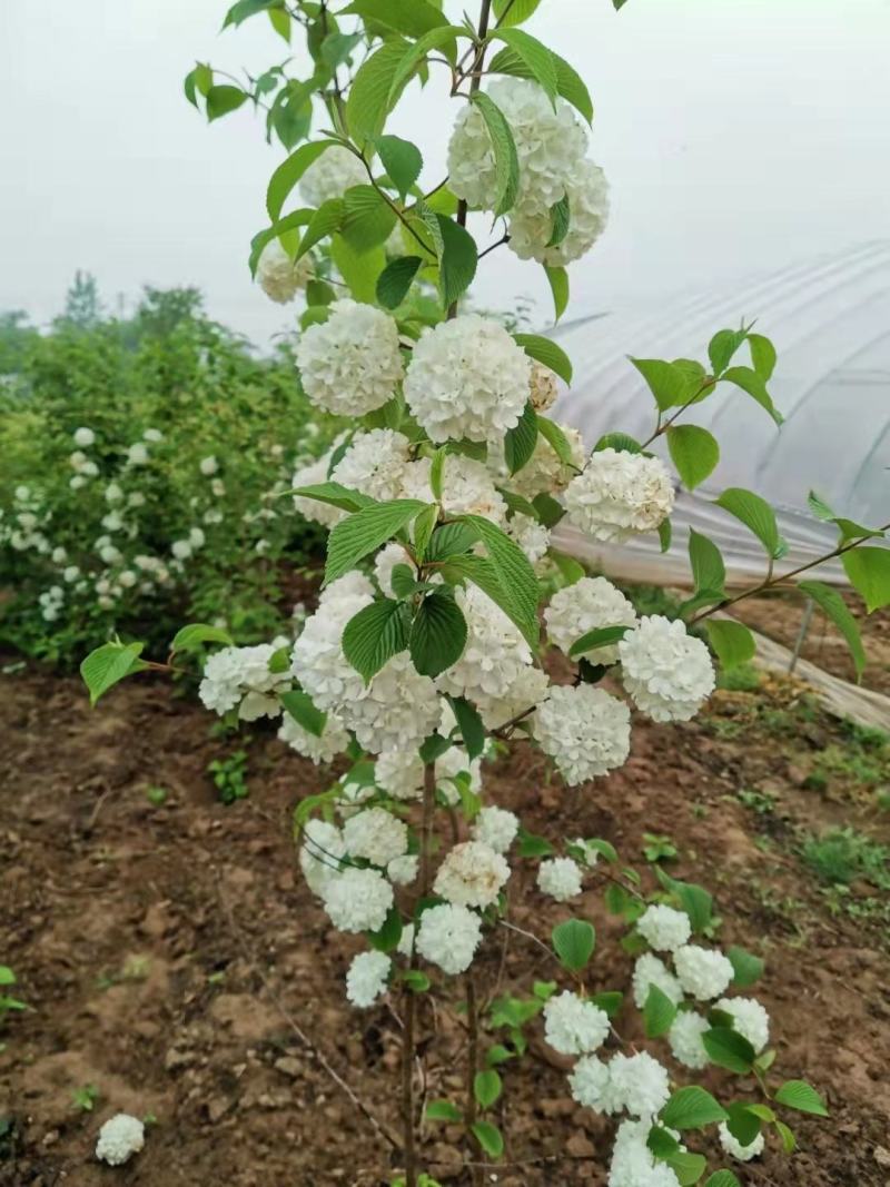 木绣球中华木绣球木本绣球花斗球开的花大