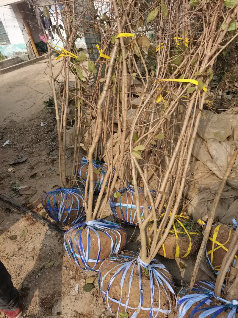 木绣球中华木绣球木本绣球花斗球开的花大