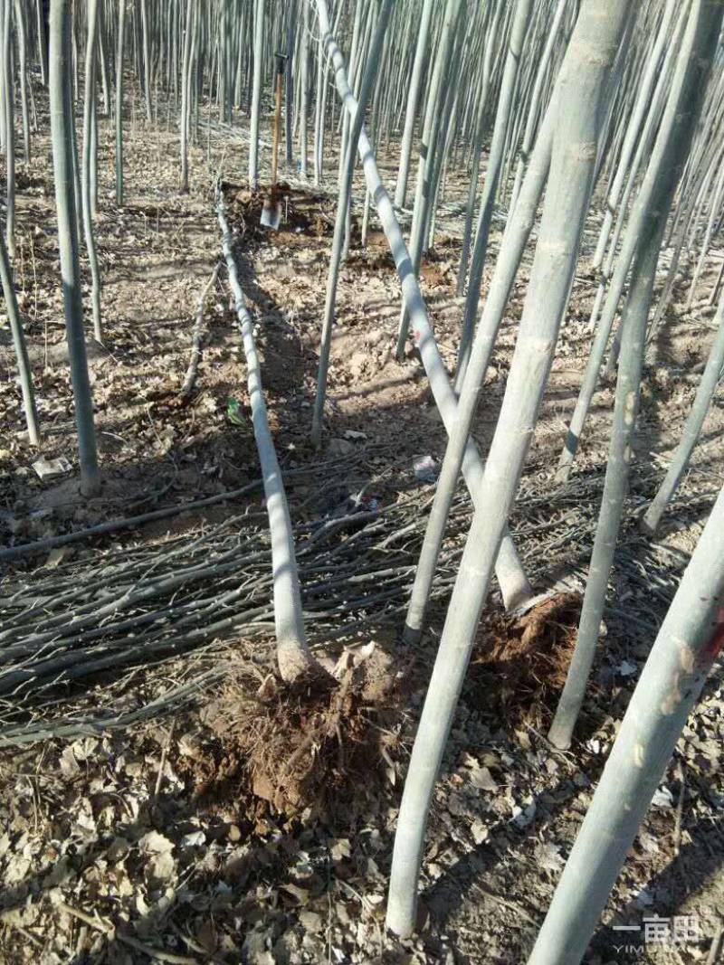 新疆杨-各种规格新疆杨树苗一手货源基地直发视频看货