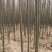 新疆杨-各种规格新疆杨树苗一手货源基地直发视频看货