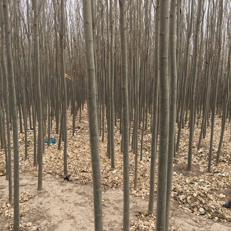 新疆杨-各种规格新疆杨树苗一手货源基地直发视频看货