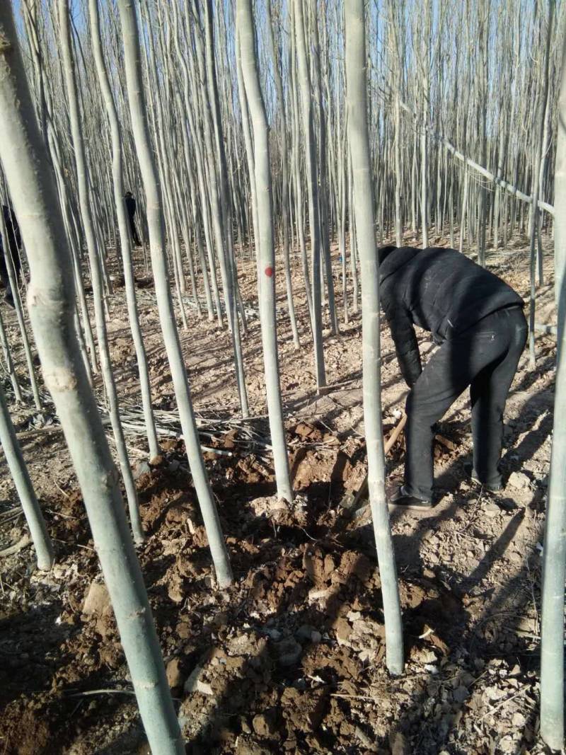 新疆杨-各种规格新疆杨树苗一手货源基地直发视频看货
