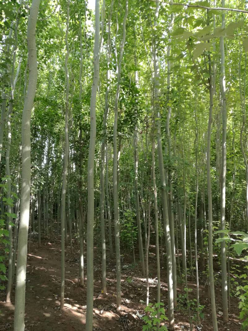 新疆杨-各种规格新疆杨树苗一手货源基地直发视频看货