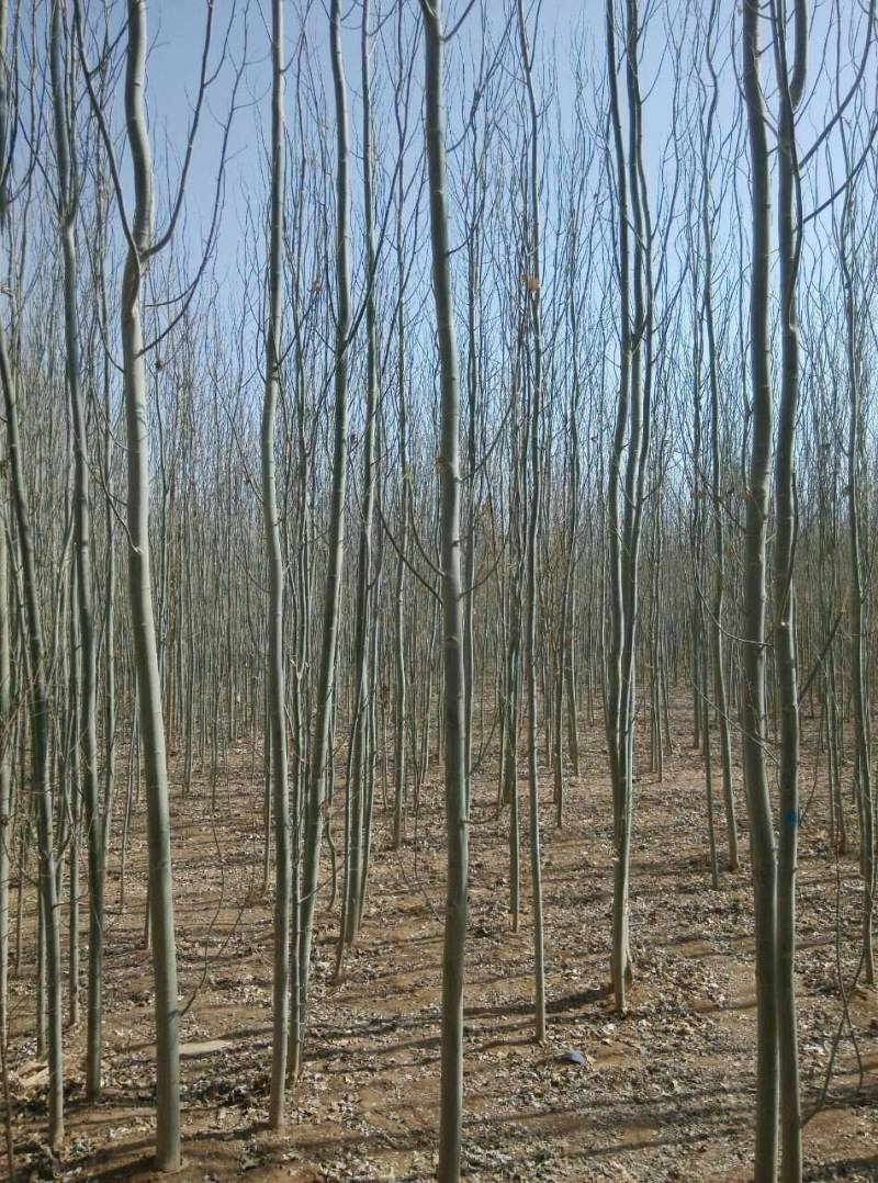 新疆杨-各种规格新疆杨树苗一手货源基地直发视频看货