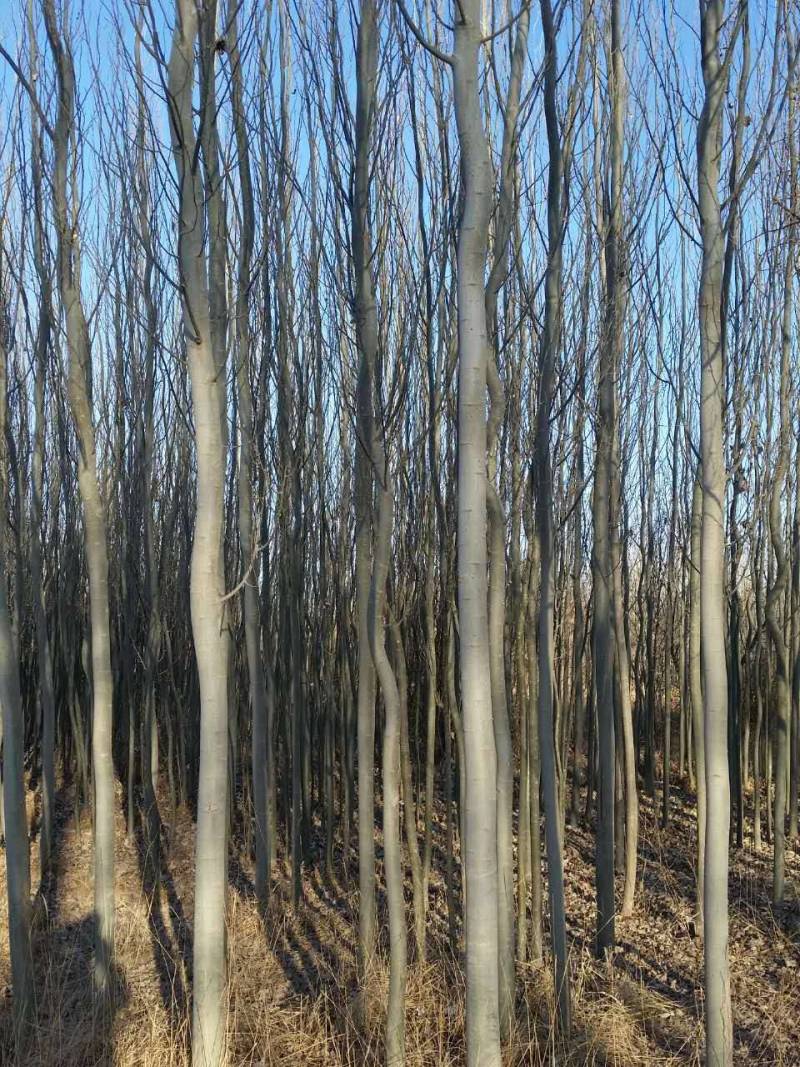 新疆杨-各种规格新疆杨树苗一手货源基地直发视频看货