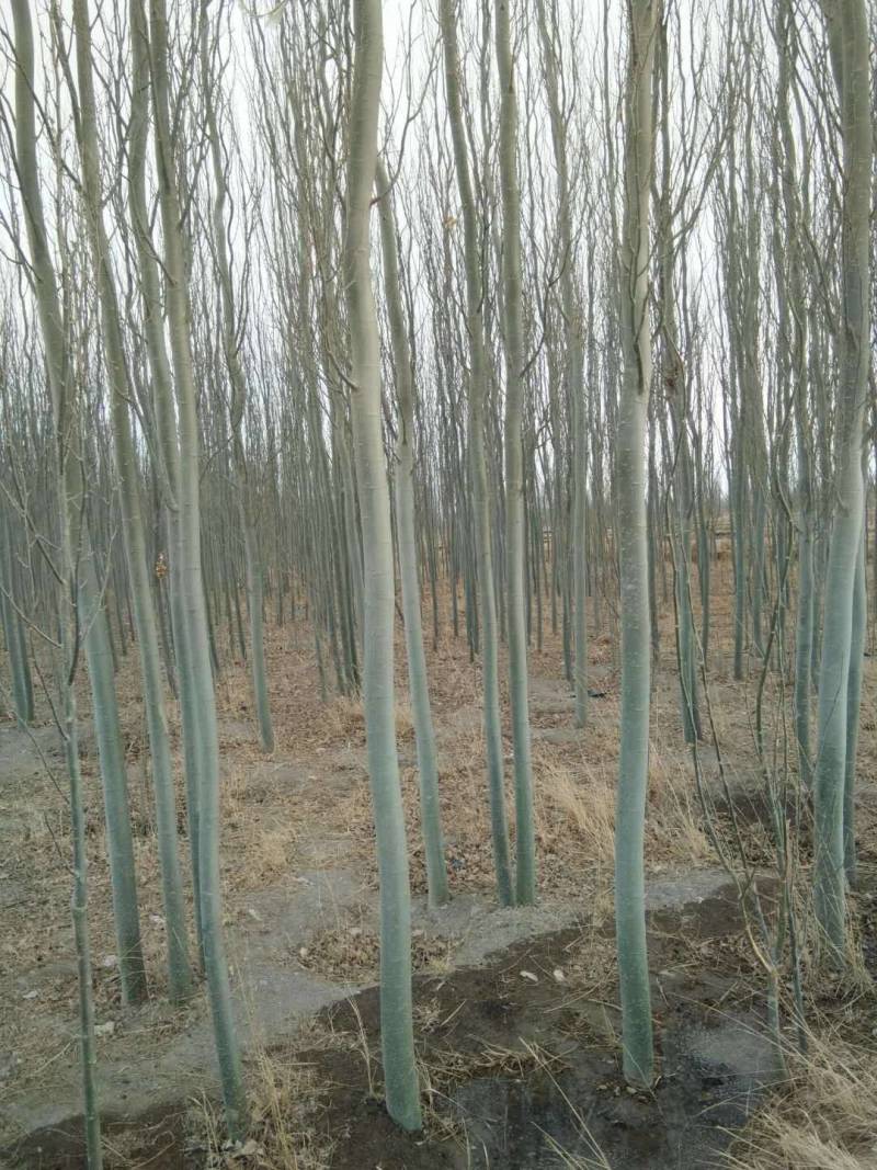 新疆杨-各种规格新疆杨树苗一手货源基地直发视频看货