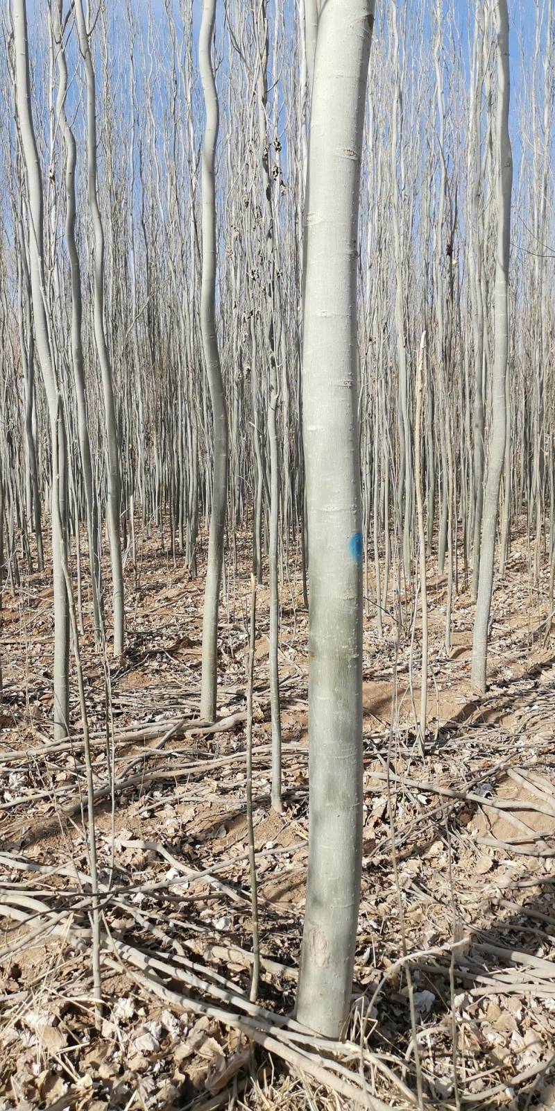 新疆杨-各种规格新疆杨树苗一手货源基地直发视频看货
