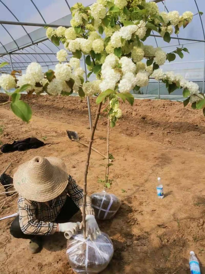 木绣球中华木绣球木本绣球花斗球开的花大