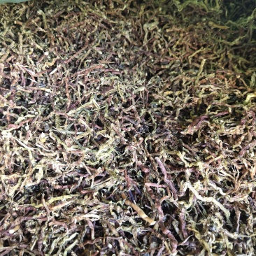 山密草一斤起批发量大从优