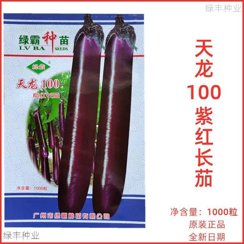 天龙100紫红长茄茄子种子