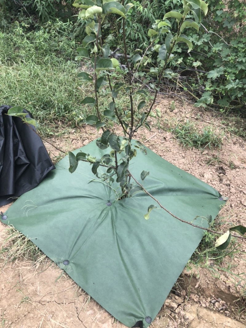 绿黑色环保可降解单张防草布适用于高温地区有效减少热量吸收