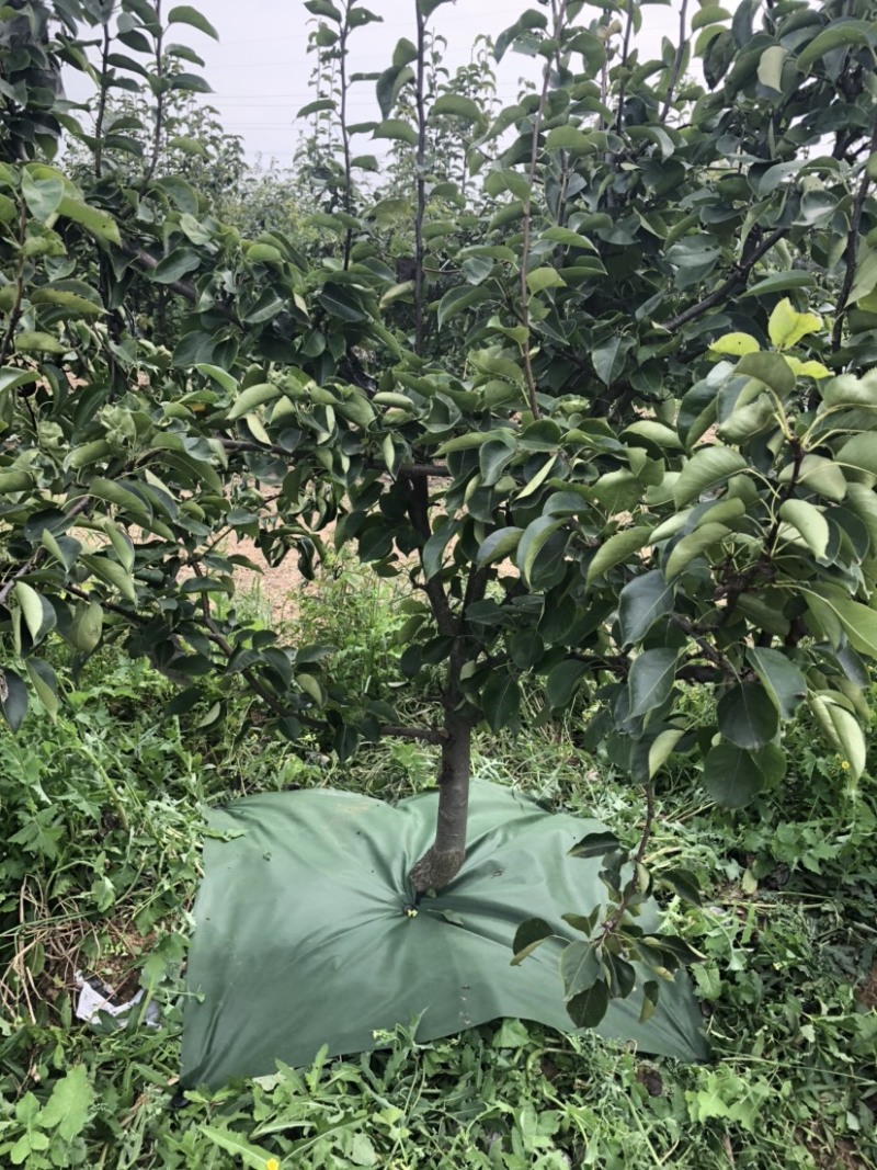 绿黑色环保可降解单张防草布适用于高温地区有效减少热量吸收