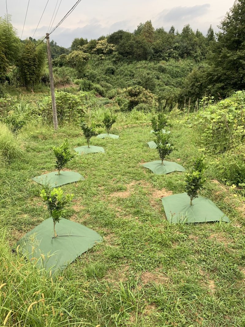 绿黑色环保可降解单张防草布适用于高温地区有效减少热量吸收