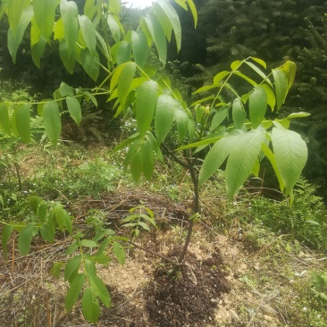 山和核桃一起卖