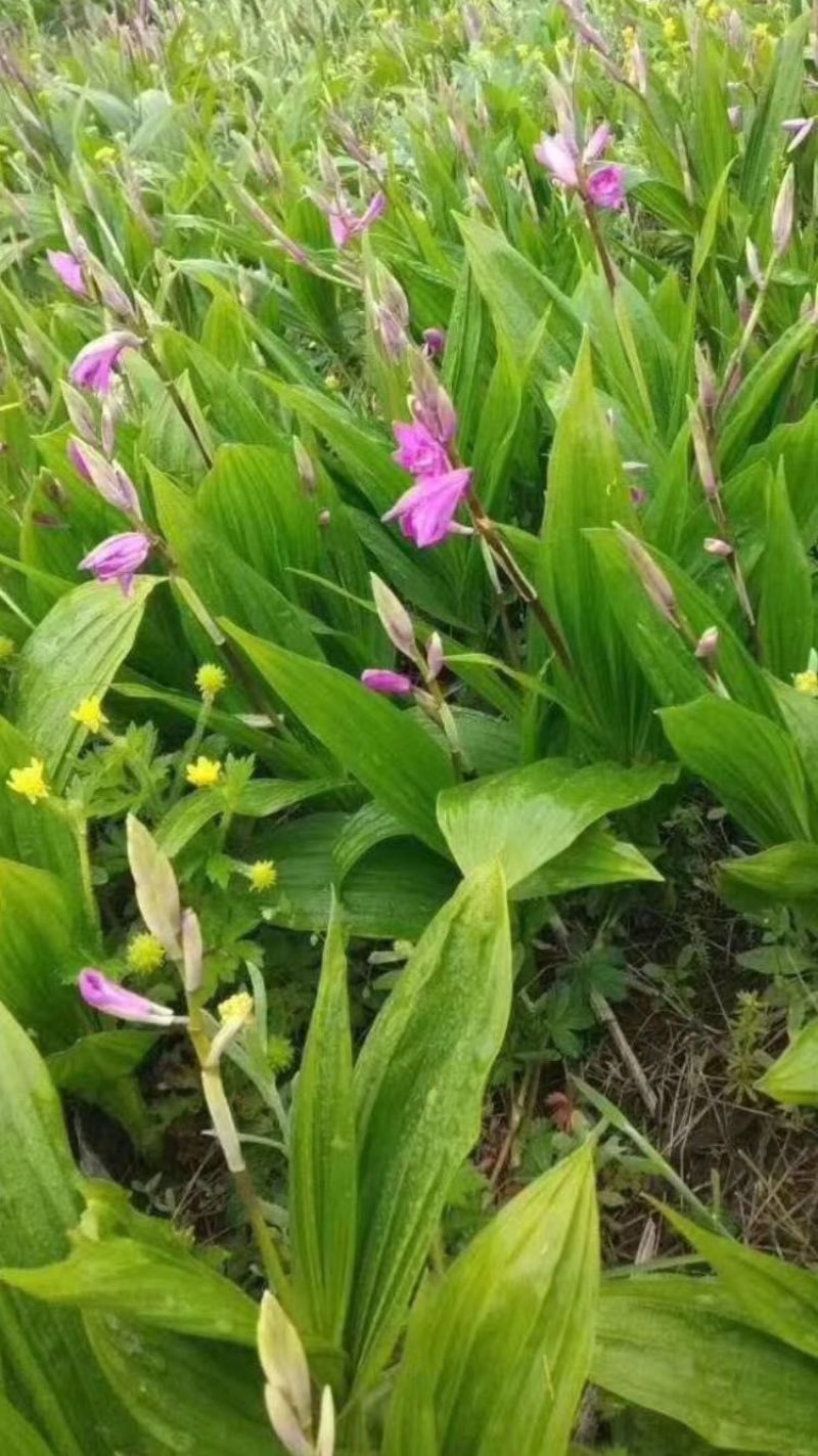 全网低价热销白芨货源充足随时可聊