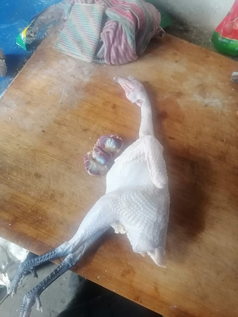 鲁西北散养两年老母鸡，现杀现卖，黄皮黄油，正宗农家货。