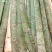 四川宜宾大棚竹片，西瓜大棚片，羊土菌大棚片，工厂销售。