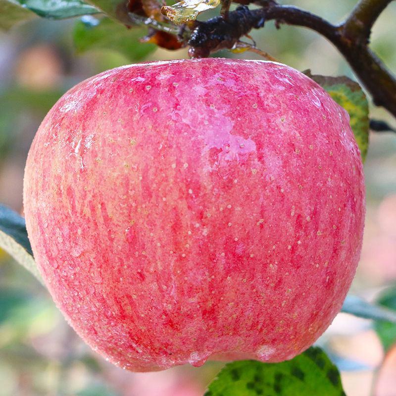 【苹果】精品膜袋红富士苹果现摘现发脆甜多汁欢迎采购