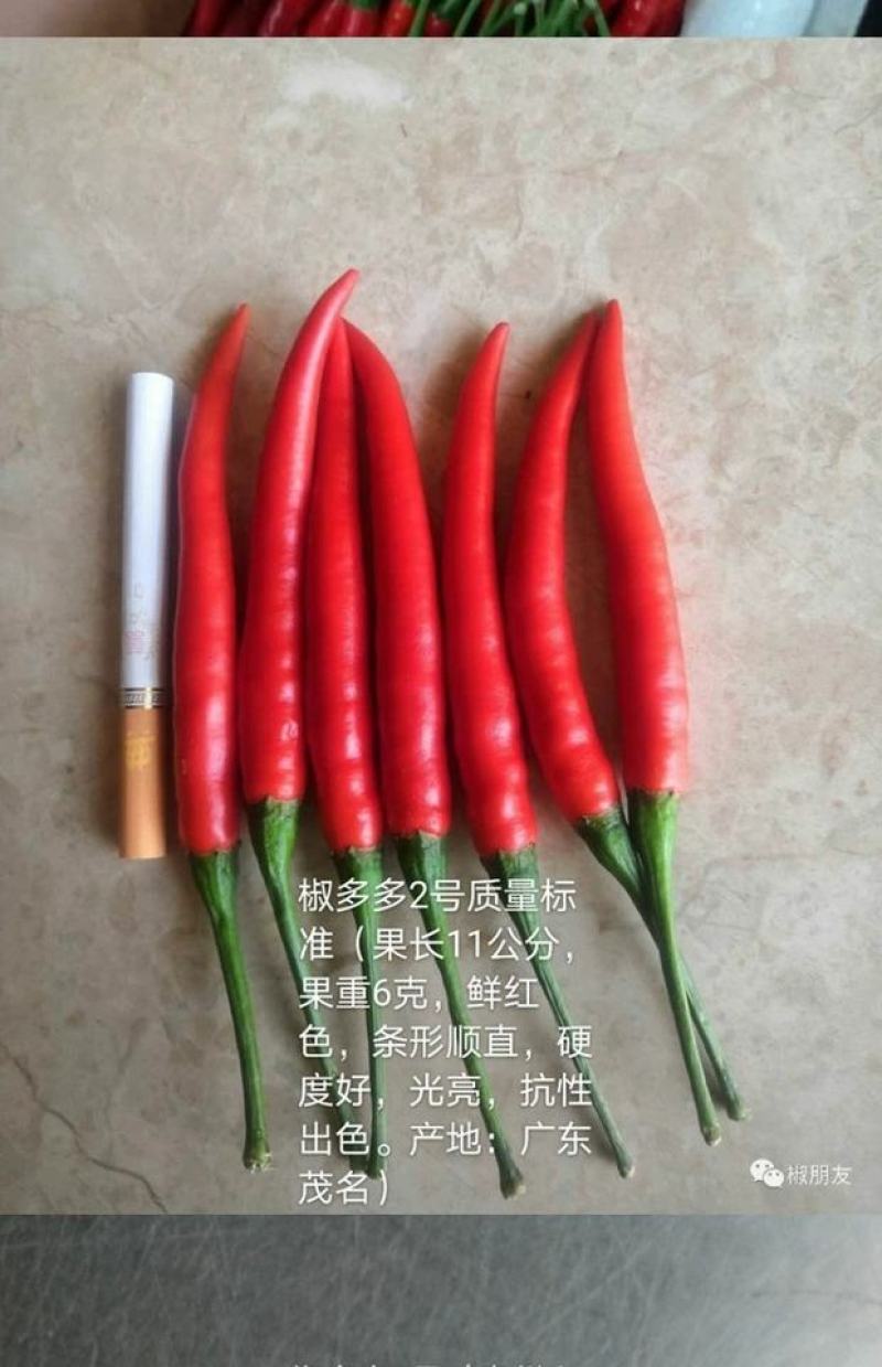 椒多多2号朝天椒种子，椒多多2号二号早熟大果