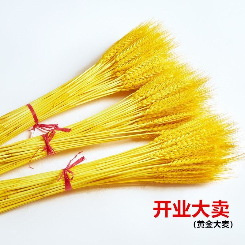 开业大麦，比较畅销的：金黄色大麦，红色大麦，原色大麦！大