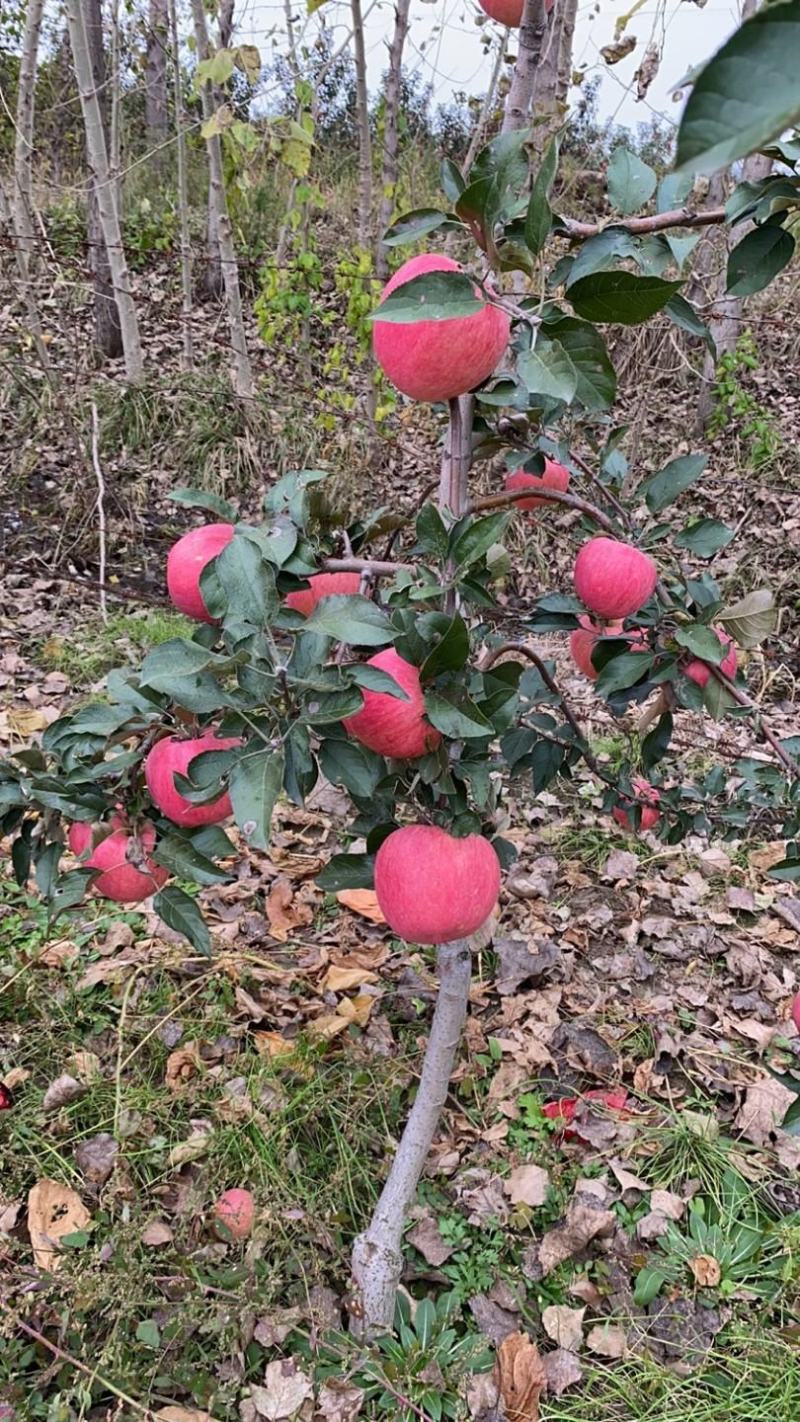 寒富苹果产地直销大量供应欢迎全国下单