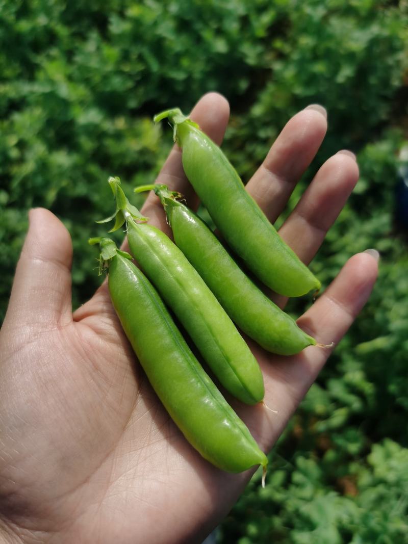 新鲜豌豆荚上市中，支持一件代发，市场批发，商超配送！