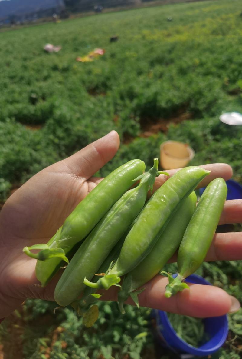 新鲜豌豆荚上市中，支持一件代发，市场批发，商超配送！