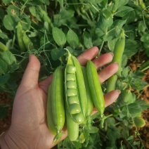 新鲜豌豆荚上市中，支持一件代发，市场批发，商超配送！