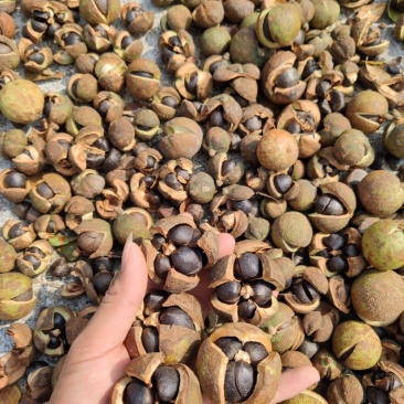 油茶果